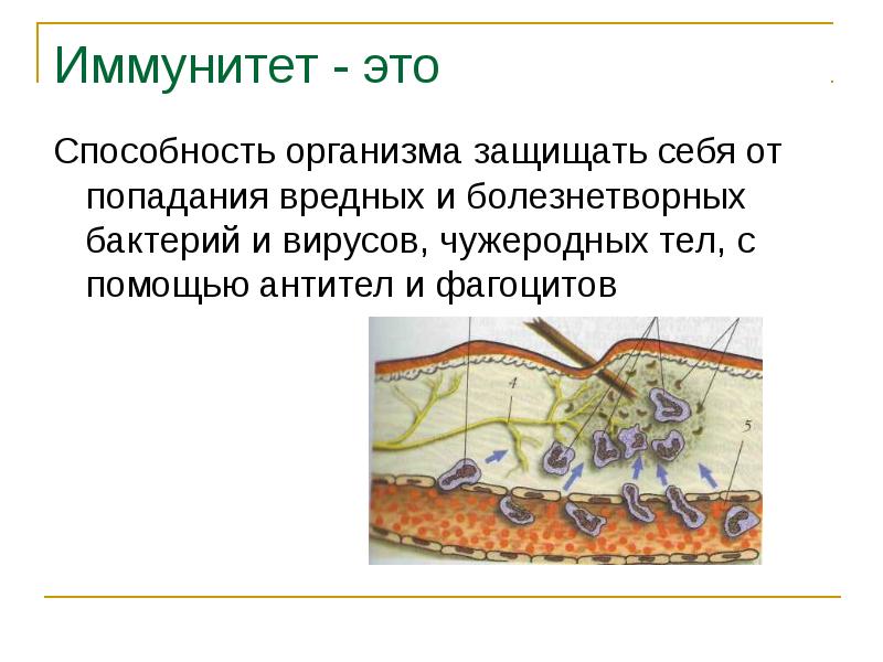 Проект по биологии иммунитет 8 класс