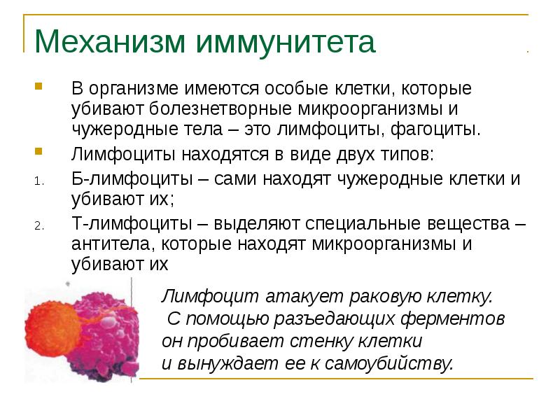 Иммунитет нарушения иммунной системы человека вакцинация 8 класс презентация пасечник