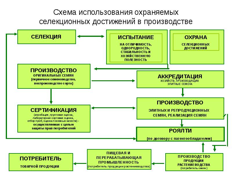 Схема первичного семеноводства