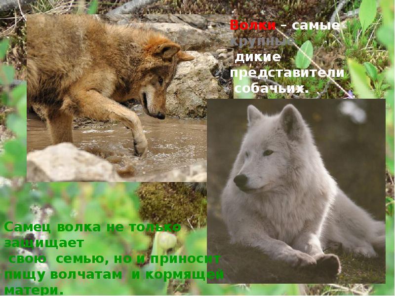 Представители собачьих. Самого главного волка и самого дикого. Волчица отрыгивает еду волчатам. Кто питается сфагнумом из животных.