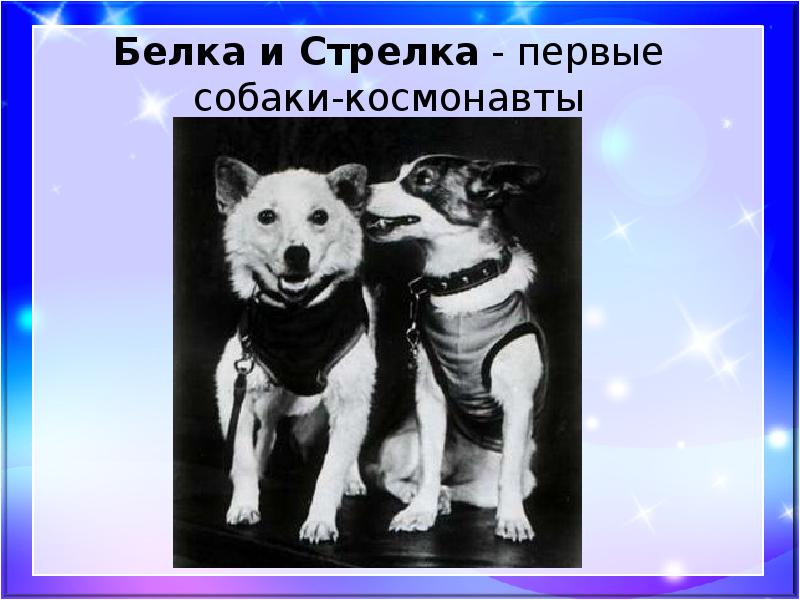 Картинки космос белка и стрелка