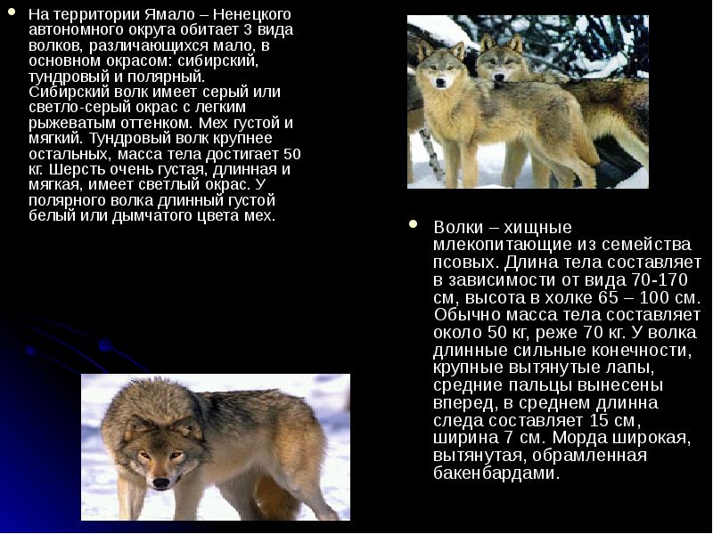 Ямало ненецкий автономный округ полярный волк