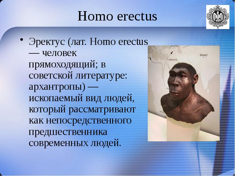 Объем мозга человека прямоходящего. Человек прямоходящий homo Erectus. Эректус (homo Erectus– человек прямоходящий). Человек прямоходящий презентация. Человек прямоходящий homo Erectus презентация.