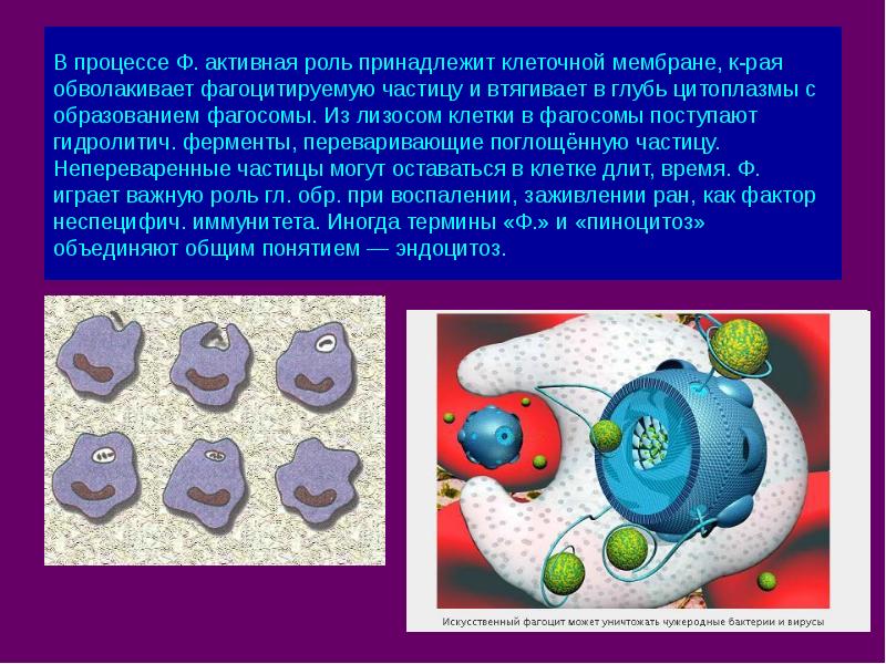 Состав клетки фермент клетки