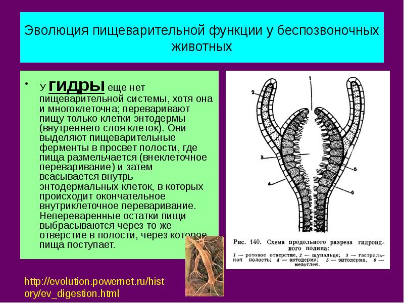 Эволюция пищеварительной системы презентация