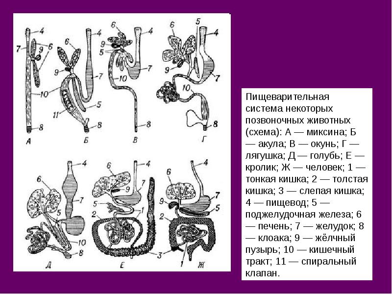 Пищеварительная система животных презентация