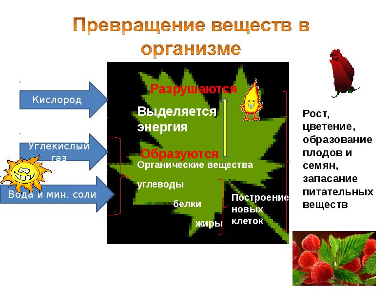 Обмен веществ и превращение энергии презентация