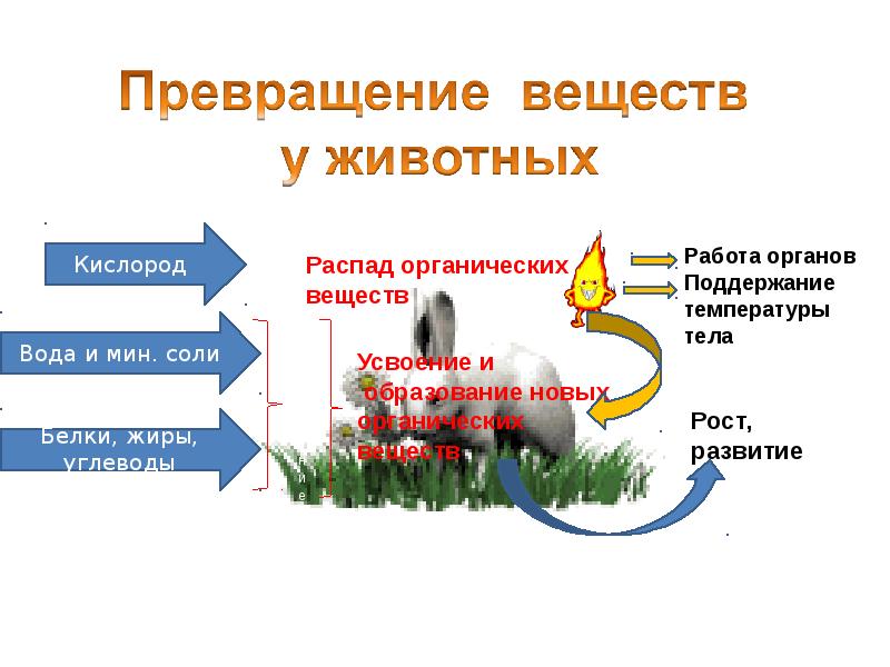 Связь между обменом веществ и энергией