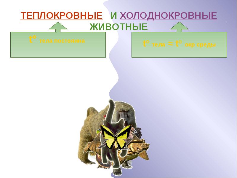 Презентация теплокровные животные 5 класс