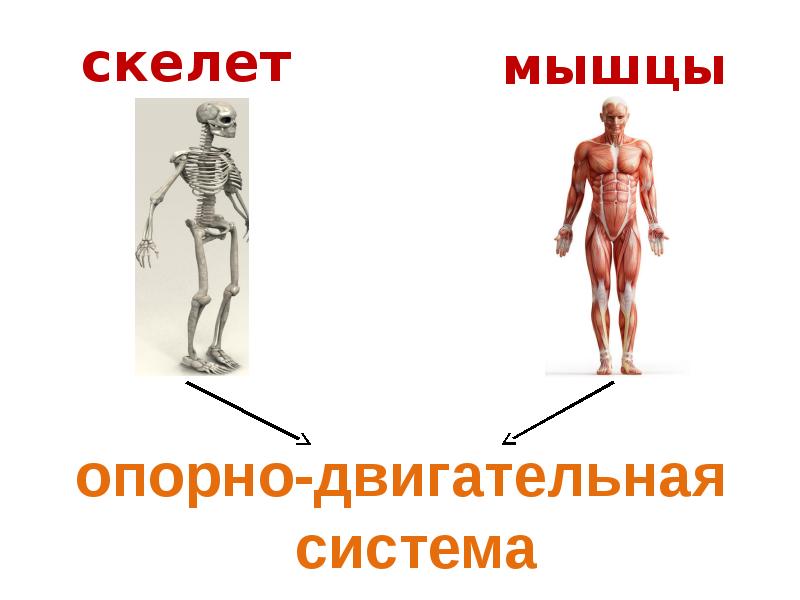 Опора тела организмов презентация