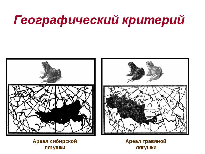 Географии критерий. Географический критерий вида. Географический критерий примеры. Географический ареал. Географический критерий критерий вида это примеры.