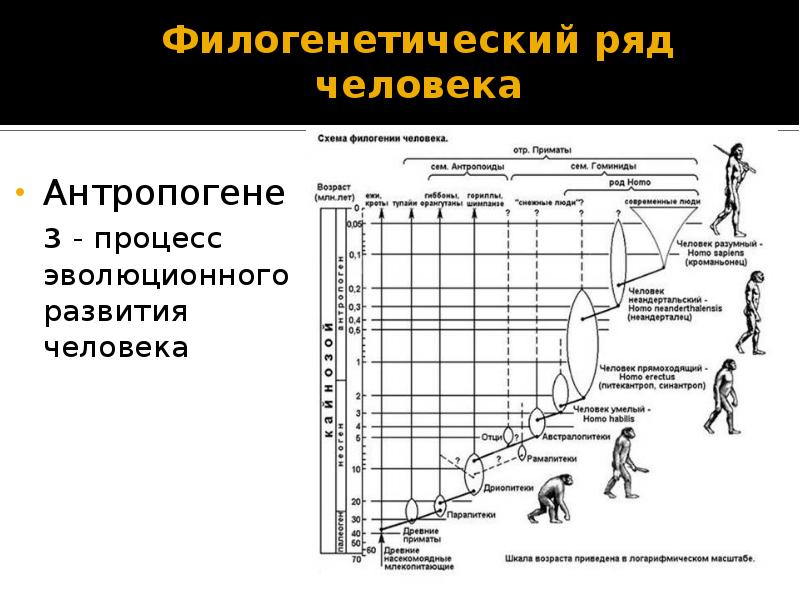 Стадии антропогенеза картинки