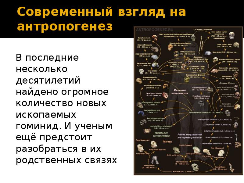 Презентация антропогенез 9 класс биология