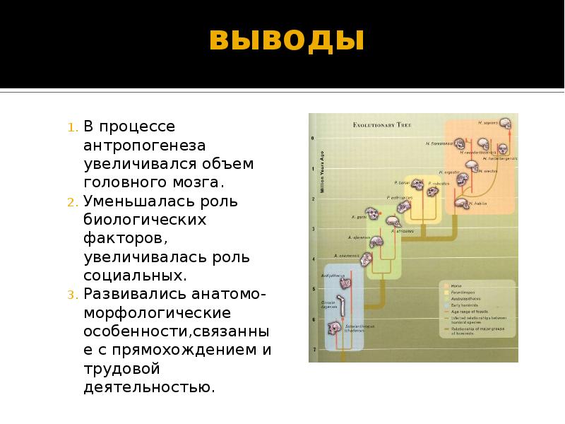 Проект на тему антропогенез