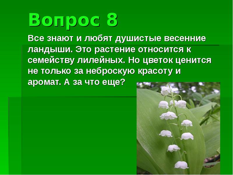 Цветке какой вопрос. Душистые Ландыши. К какому классу относится Ландыш. Ландыш относится к семейству лилейных.