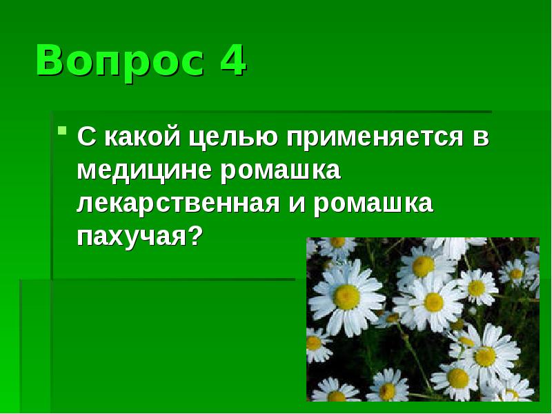 Лекарственные растения ромашка лекарственная 2 класс. Ромашка лекарственное растение. Ромашка лекарственная в медицине. Полезное растение Ромашка. Ромашка лекарственное растение презентация.