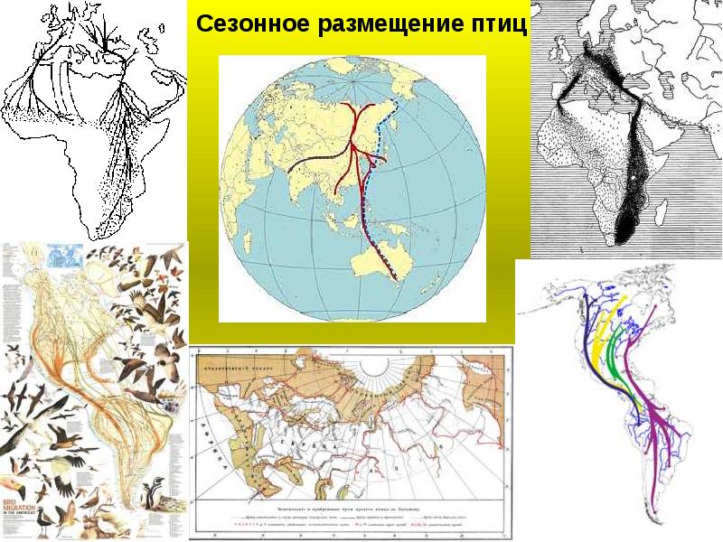 Миграция птиц презентация