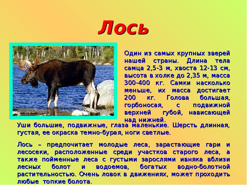 Лось доклад