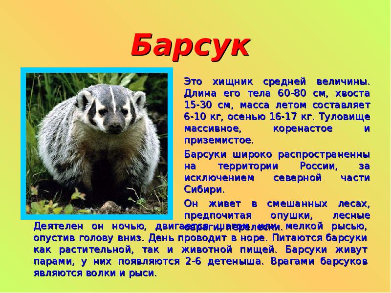 Сообщение о любом. Сообщение о животных. Доклад про животных. Доклад о животных леса. Доклад про зверей.