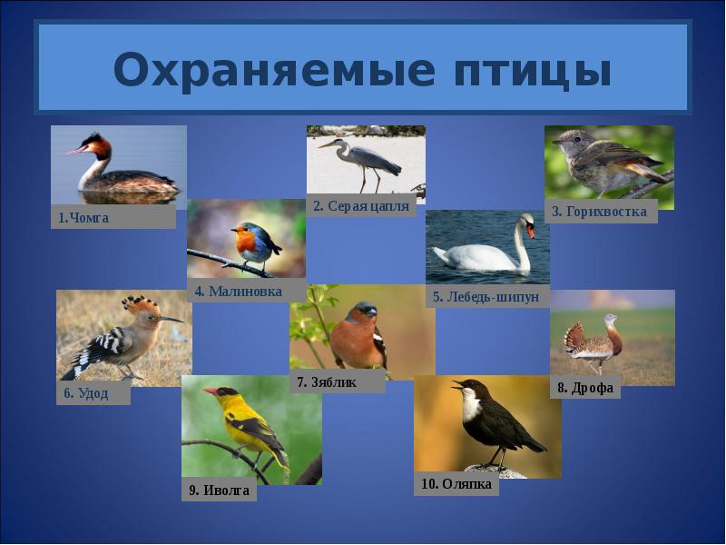Какие птицы обитают в ростовской области фото и названия