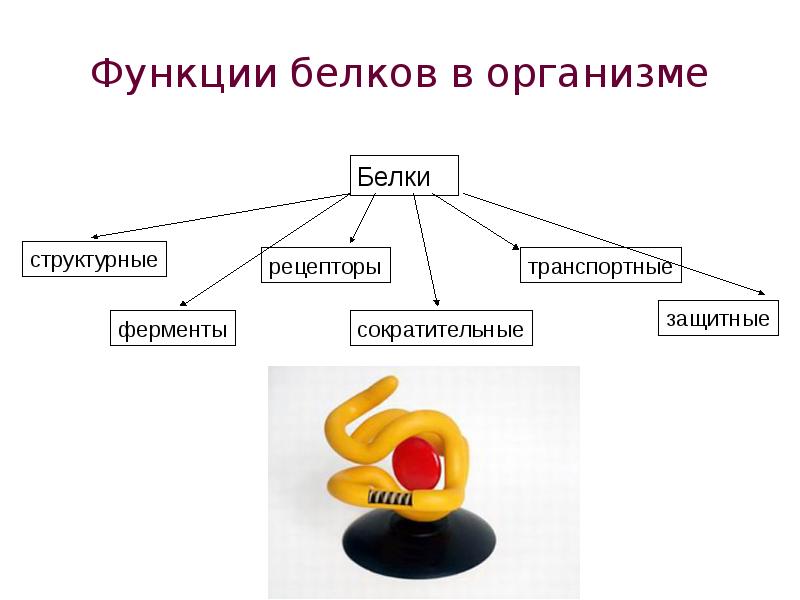 Функциями белка являются. Функции белков в организме. Функции белков в организме человека. Белки функции схема. Функции белка в организме.