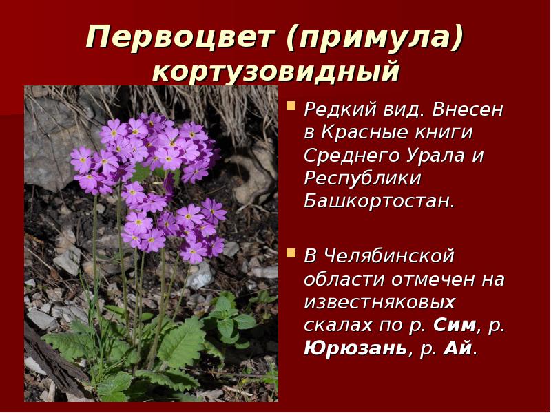 Животные занесенные в красную книгу челябинской области с фото и описанием