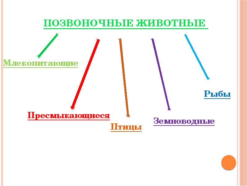 Проверочная работа по теме позвоночные животные. Проверочная работа по теме позвоночные животные