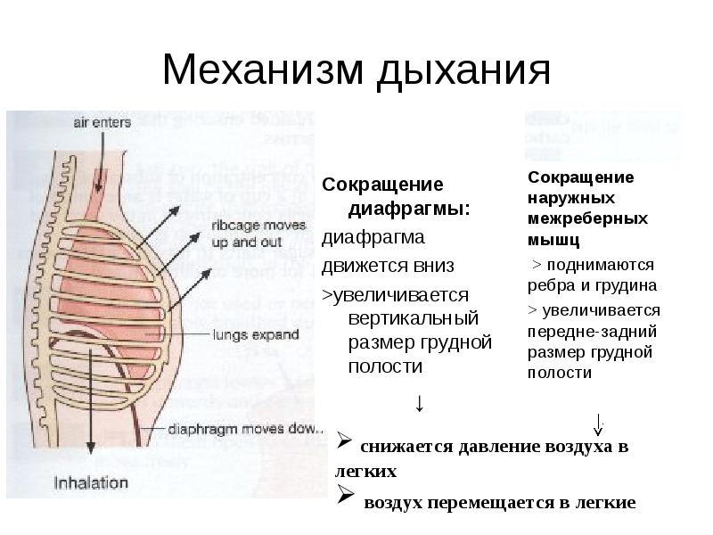 Механизм дыхания Сокращение наружных межреберных мышц  > поднимаются ребра и