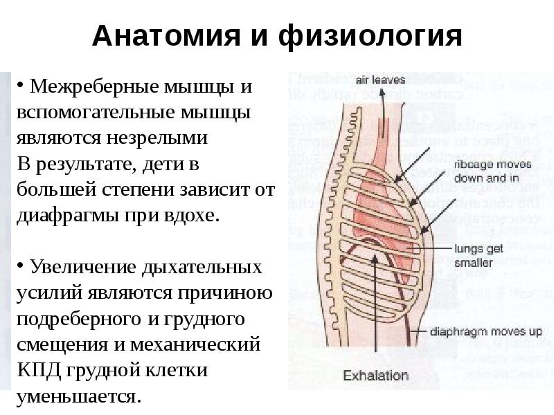 Анатомия и физиология
