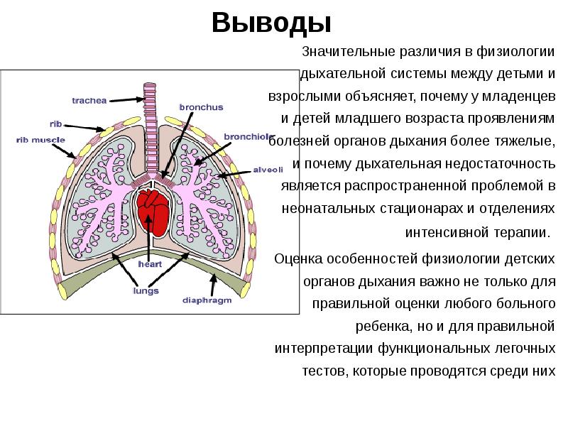 Анатомо физиологические особенности дыхательной системы у детей презентация