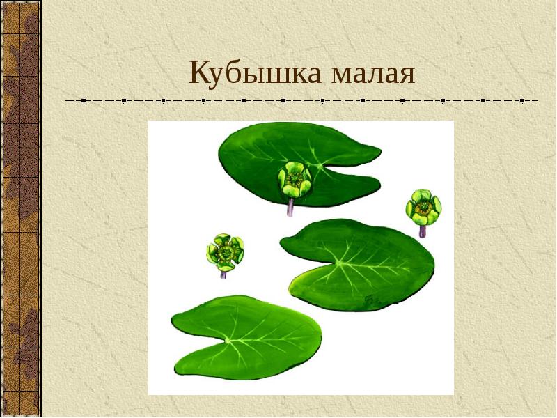 Рисунок карандашом кубышка малая