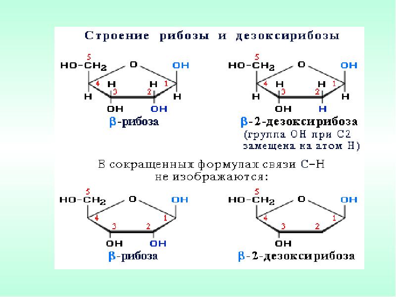 Рибоза свойства. 2-Дезоксирибоза строение. Строение рибозы и дезоксирибозы. Строение дезоксирибозы. Структура дезоксирибоза.