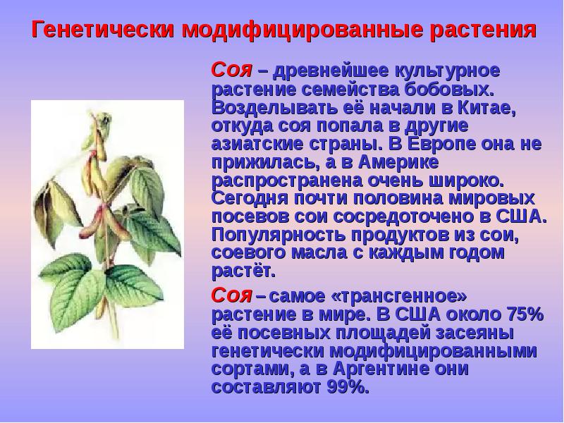 Соя проект по биологии