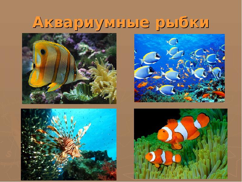 Проект про аквариум