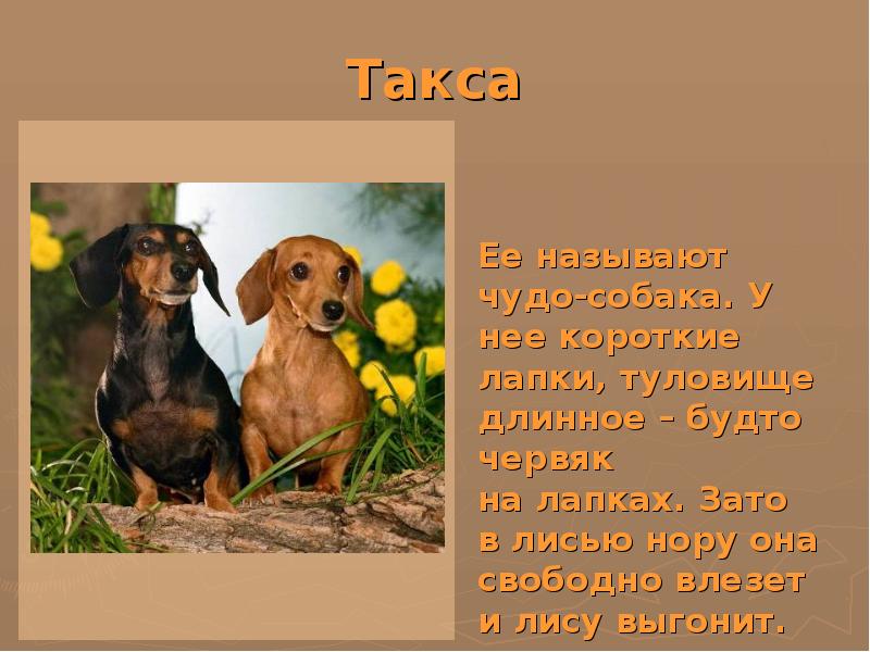 Такса презентация 2 класс