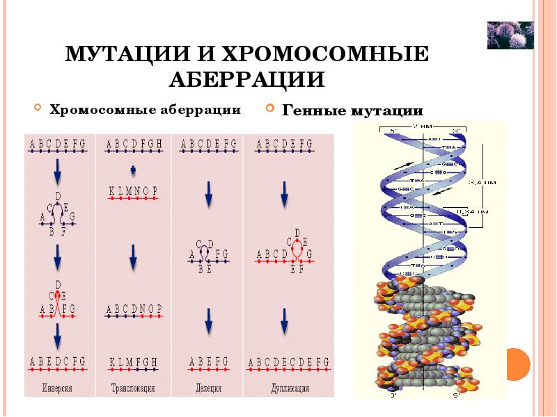 Вызывает изменение хромосом. Геномные аберрации хромосом. Мутация ДНК схема. Генные и хромосомные мутации. Хромосомные мутации аберрации.
