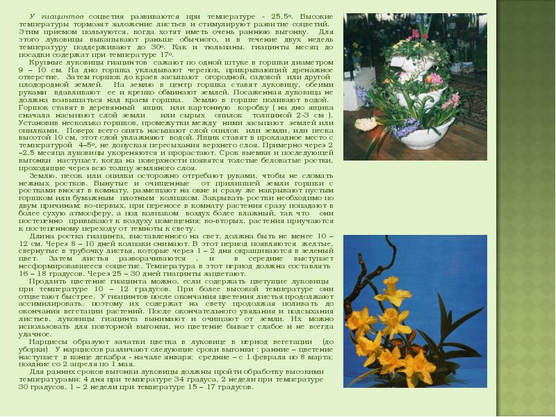 Почему желтеет гиацинт. Период вегетации гиацинтов. Методические рекомендации по выгонке нарциссов. Листья нарцисса и гиацинта. Выгонка растений презентация.