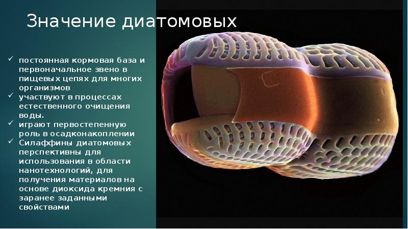 Диатомовые водоросли презентация