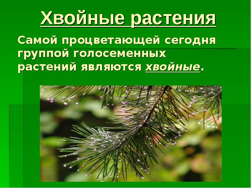 Значение хвойных растений в природе