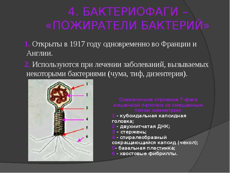 Вирусы и бактериофаги