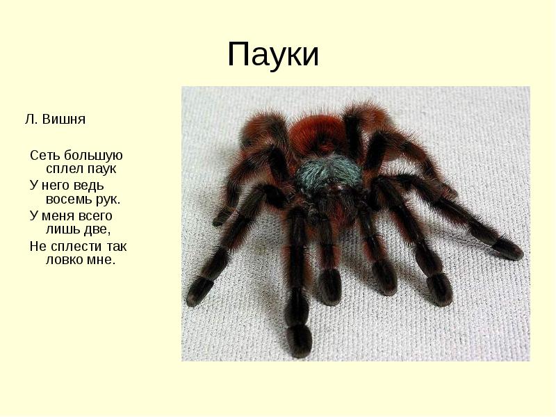 Прочитай текст пауки. Сообщение о пауке. Паук 2 класс. Пауки с названиями для детей. Кто такие пауки для дошкольников.