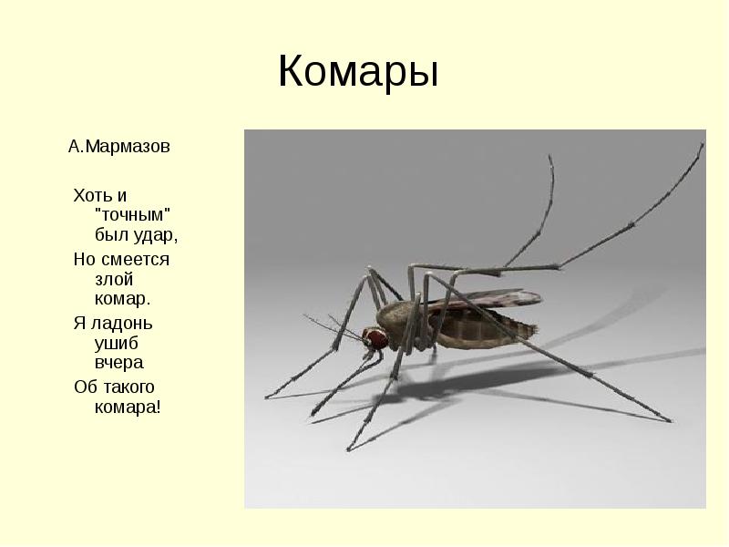 Презентация про комара