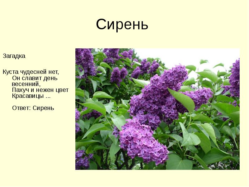 Сирень словарное