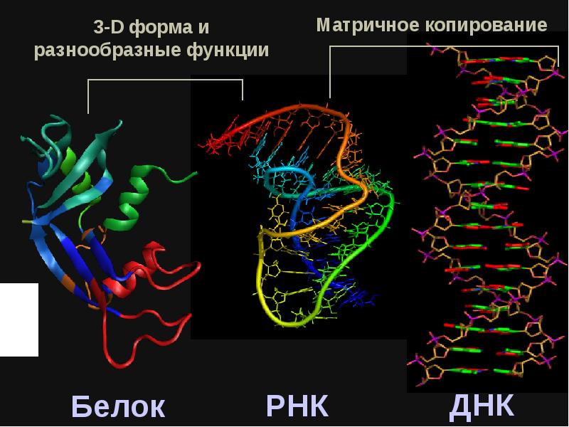 Белковая матрица. ИРНК. Комплементарность ДНК И РНК. ИРНК И ТРНК рисунок. Участки ДНК на которые садятся ферменты регуляторы.