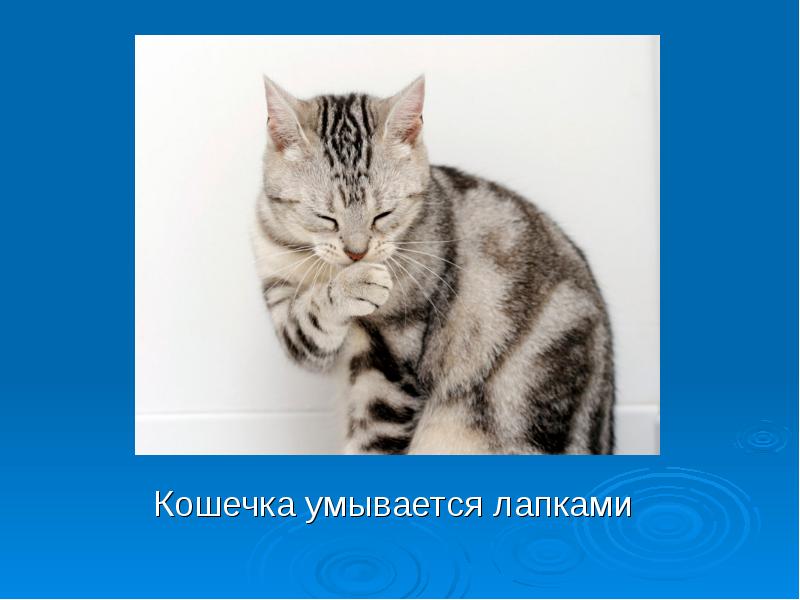 Котенок умывается картинка для детей