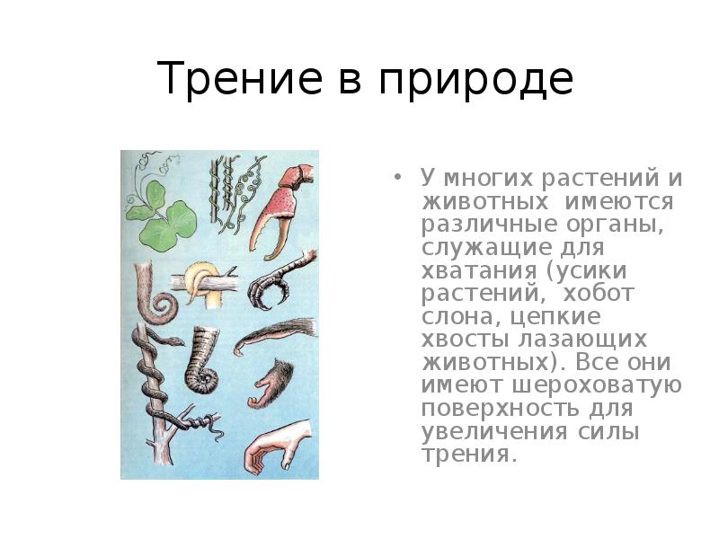 Проект трение в жизни животных