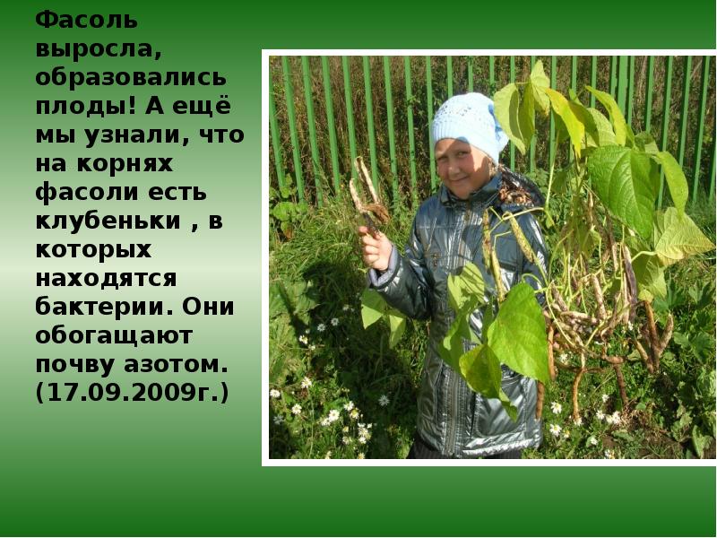 Фасоль выросла, образовались плоды! А ещё мы узнали, что на корнях Фасоль выросла, образовались плоды! А ещё мы узнали, что на корнях