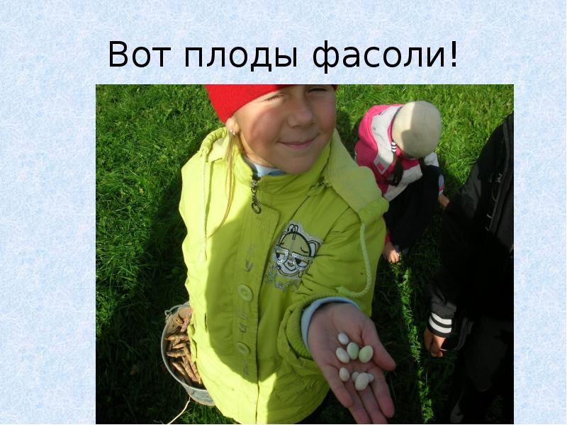 Вот плоды фасоли! Вот плоды фасоли!