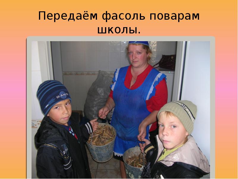 Передаём фасоль поварам школы. Передаём фасоль поварам школы.