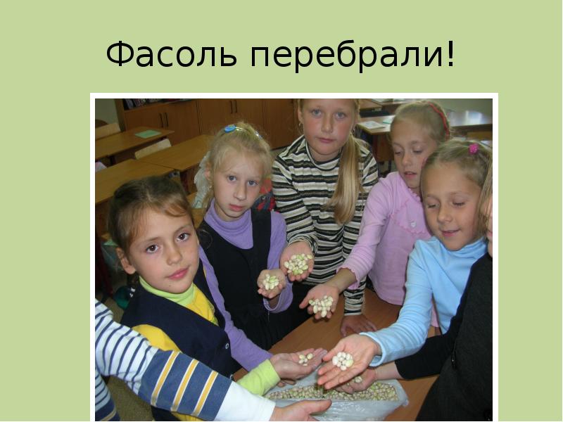 Фасоль перебрали! Фасоль перебрали!